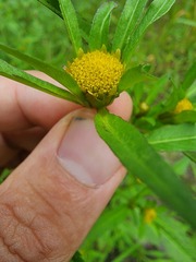 Bidens comosa