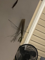 Tenodera angustipennis