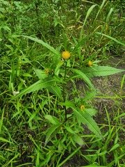 Bidens comosa