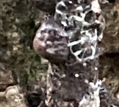 Monophlebidae