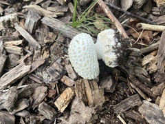 Amanita abrupta