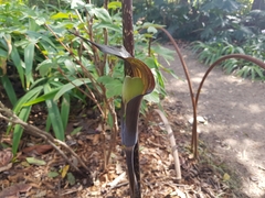 Arisaema erubescens