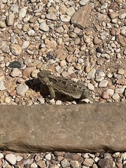 Phrynosoma hernandesi
