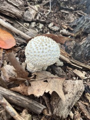 Amanita abrupta
