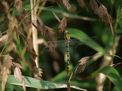 Dromogomphus spoliatus