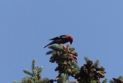 Loxia leucoptera