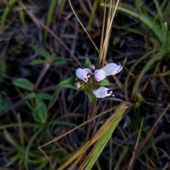 Richardia grandiflora