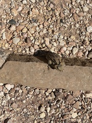 Phrynosoma hernandesi