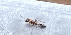 Pseudomyrmex gracilis