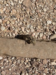 Phrynosoma hernandesi