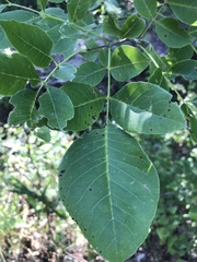 Fraxinus albicans