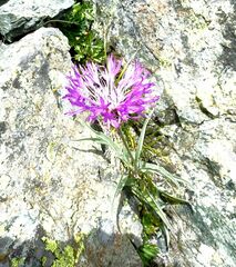 Psephellus vvedenskii