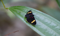 Melanis electron