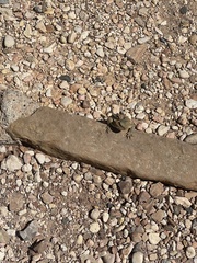 Phrynosoma hernandesi