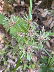 Cyperus eragrostis