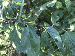 Celtis reticulata