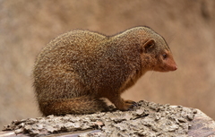 Urva auropunctata