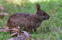 Sylvilagus palustris