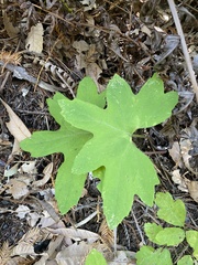 Petasites frigidus