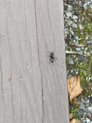 Camponotus