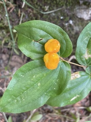 Prosartes trachycarpa