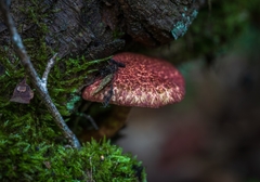 Suillus spraguei
