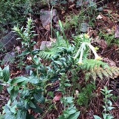 Lithospermum macromeria