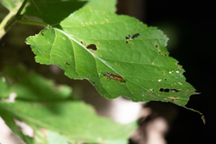 Cratichneumon