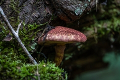 Suillus spraguei