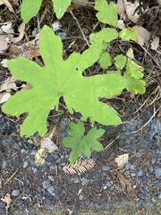 Petasites frigidus