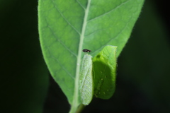 Milichiidae