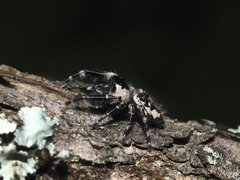 Phidippus otiosus