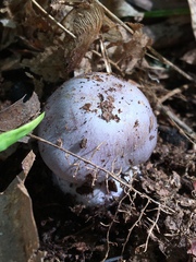 Cortinarius traganus