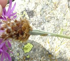 Psephellus vvedenskii