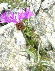 Psephellus vvedenskii