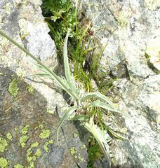 Psephellus vvedenskii