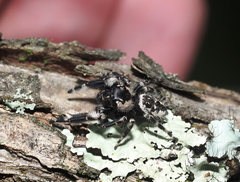 Phidippus otiosus
