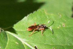 Cratichneumon
