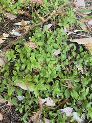 Whipplea modesta