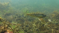Hexagrammos stelleri