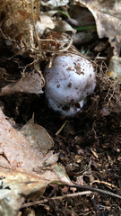 Cortinarius traganus