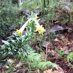 Lithospermum macromeria