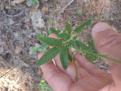 Desmodium ciliare