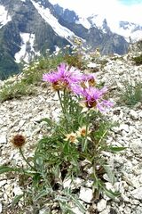 Psephellus caucasicus