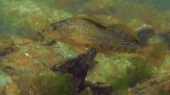 Hexagrammos decagrammus