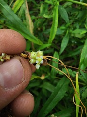 Cuscuta cephalanthi
