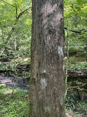 Morus rubra