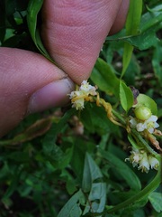Cuscuta cephalanthi