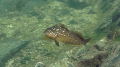 Hexagrammos decagrammus