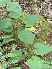 Dioscorea